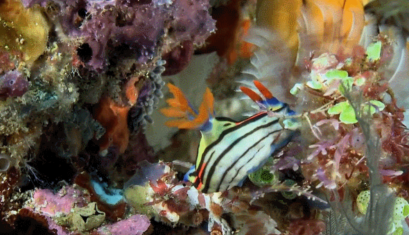 动物 水生植物 海底世界