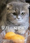 猫咪 拿开减肥呢 不吃 诱惑