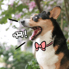 萌宠 动物 小狗 搞笑 可爱