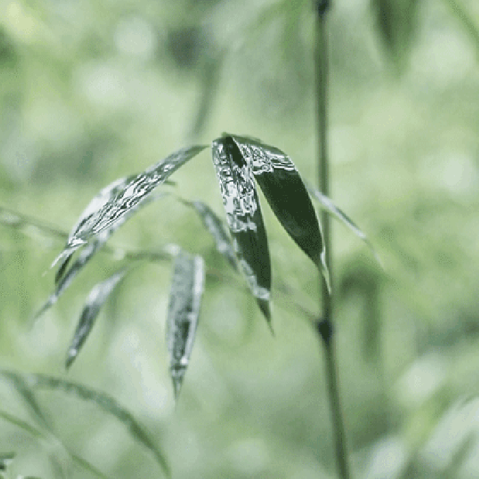 雨季 竹叶 摇摆 翠绿