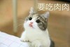 萌宠 喵星人 我要吃肉肉 我想吃肉 呆萌 可爱