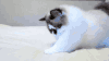 猫咪 玩耍 天真 搞笑