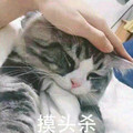 猫咪 可爱 摸头杀 手指