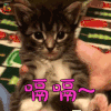 萌宠 猫 喵星人 嗝嗝 soogif soogif出品