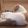 萌宠 猫咪 我的腿长两米 开心 呆萌 可爱