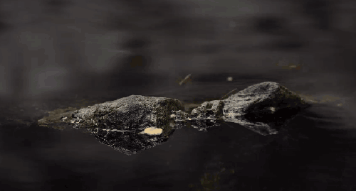 湖面 生物 石头 纪录片 维尔京群岛 美国