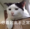 萌宠 猫星人 你看起来不正常 无奈 搞怪 呆萌