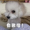 萌宠 汪星人 你瞅啥 看我干吗 搞怪 逗