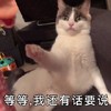 萌宠 猫星人 等等 我还有话要说 搞怪 逗