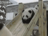 玩 嬉闹 动物 卖萌 小熊猫 大熊猫 滑梯 玩耍 开心