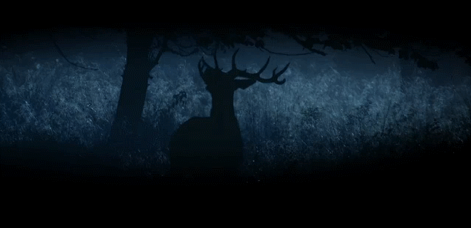动物 夜晚 神话的森林 纪录片 麋鹿