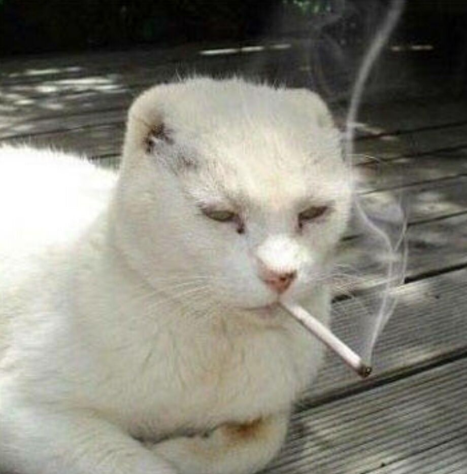 猫咪 抽烟 严肃 喵星人