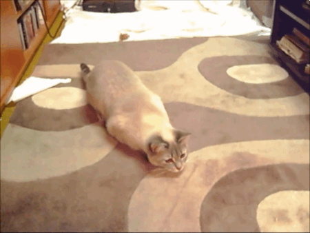 小猫 晃动 可爱 地板