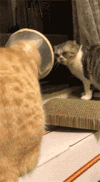 猫咪 黄色 黑色 对视