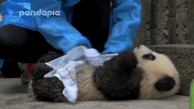 熊猫 可爱 洗澡 乖