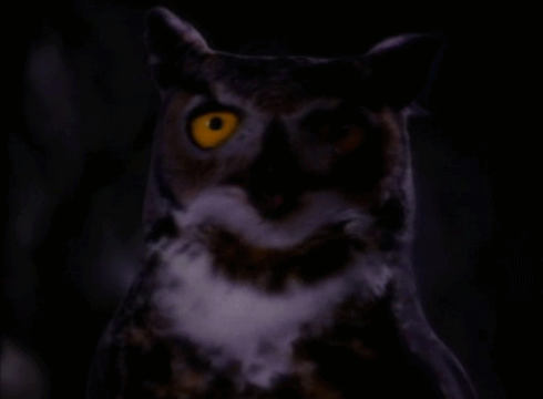 猫头鹰 恐怖 黑夜 说话 owl