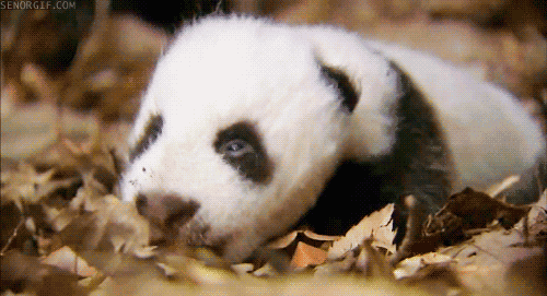 小熊猫 困了 可爱 树叶