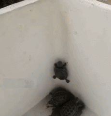 乌龟 爬墙 逃跑 搞笑