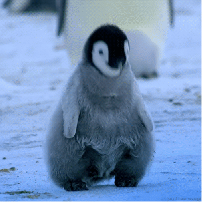 心 宝贝 企鹅 将 熔化
