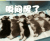 瞬间醒了 狗狗 醒了