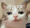 萌宠 猫星人 你们真可爱 呵呵 呆萌 可爱