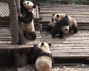 动物 大熊猫 国宝 呆萌