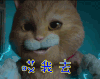 喵星人 哎我去