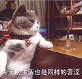 猫咪 喵星人 生活苦涩 搞笑 斗图