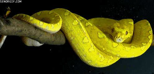 蛇 snake animal 黄色 树 美丽