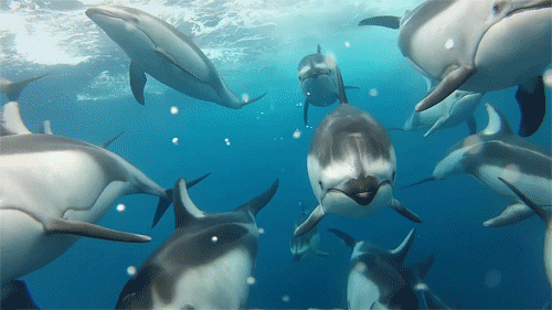 海豚 大海 自由 可爱