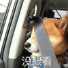 萌宠 狗 汪星人 没眼看 拒绝