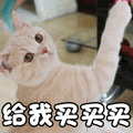 猫 萌宠 喵星人 给我买买买 soogif soogif出品