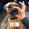 萌宠 汪星人 住嘴 别说了 呆萌 可爱