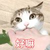 猫咪 好嘛 眨眼 放电