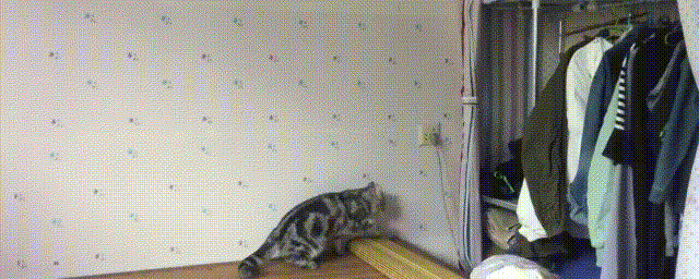 猫咪 跳前准备 后退 衣柜 起跳