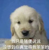 萌宠 汪星人 我只是随便说说 没想到你真觉得我笨笨的 搞怪 逗