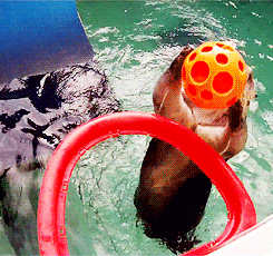 水獭 投篮 敏捷 otter