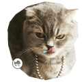 馋 猫咪 可爱 搞笑 喵星人
