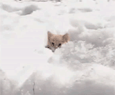 雪, 小猫, 冬天 ,猫, 动物