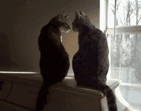 猫咪可爱伴侣亲吻gif动图_动态图_表情包下载_soogif
