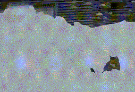 猫咪 雪地 搞笑 横跳