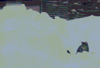 猫咪 雪地 搞笑 横跳