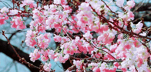 樱花 盛开 鲜花 粉色