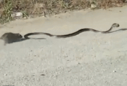 蛇 老鼠 追赶 逃跑