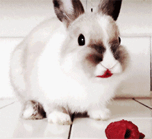 小兔子 红嘴唇 吃东西 可爱