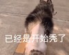 萌宠 汪星人 好秃啊 已经是开始秃了 淘气 搞怪