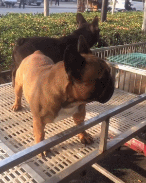 小狗狗 汪星人 搞笑 可爱 淘气