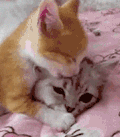 动物萌宠 动物 萌宠 猫