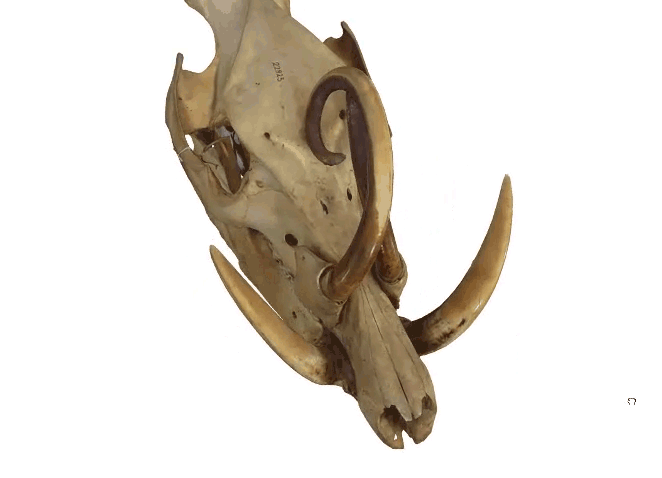 犀牛  头骨  骨骼