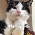 萌宠 猫咪 猫 喵星人 小婊砸 在干嘛